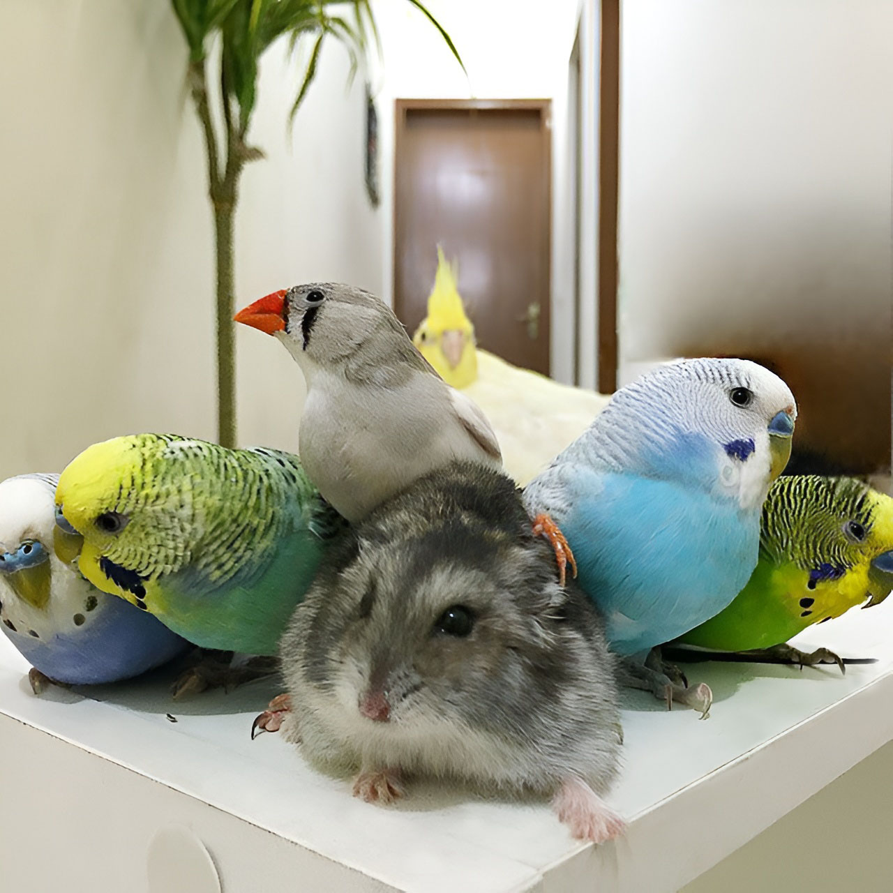Грызуны и маленькие попугаи